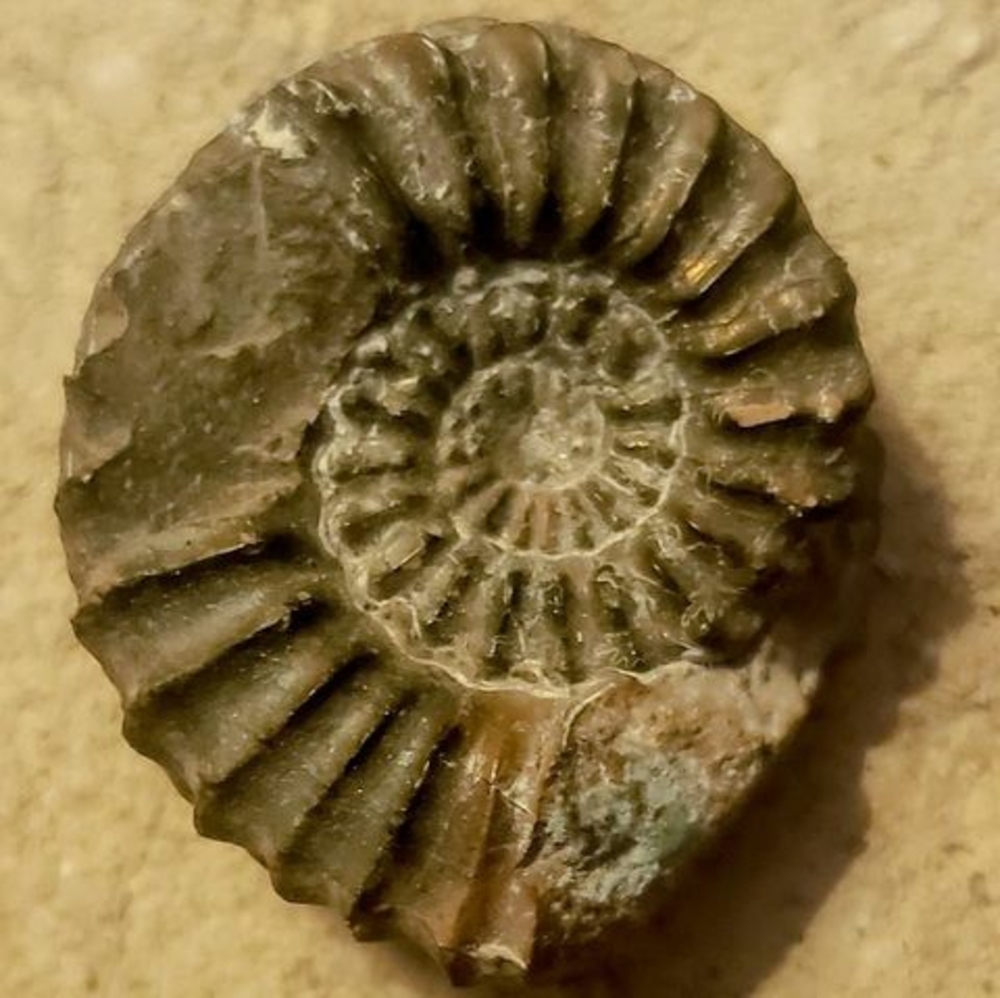 Meet your Posher, Erika